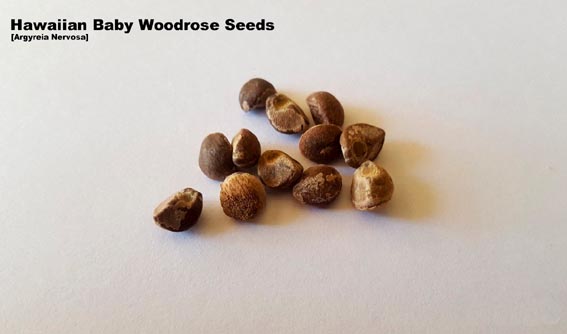 Buy hawaiian baby woodrose seeds