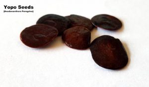 Yopo zaden kopen