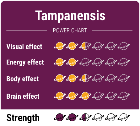 Tampanensis-Truffle-effektus