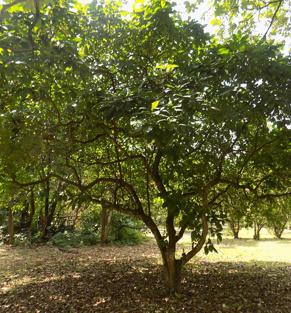Voacanga Africana-träd