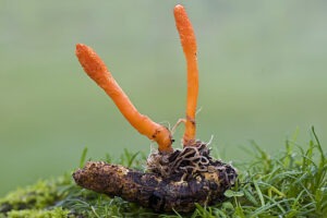 Cordyceps_militaris