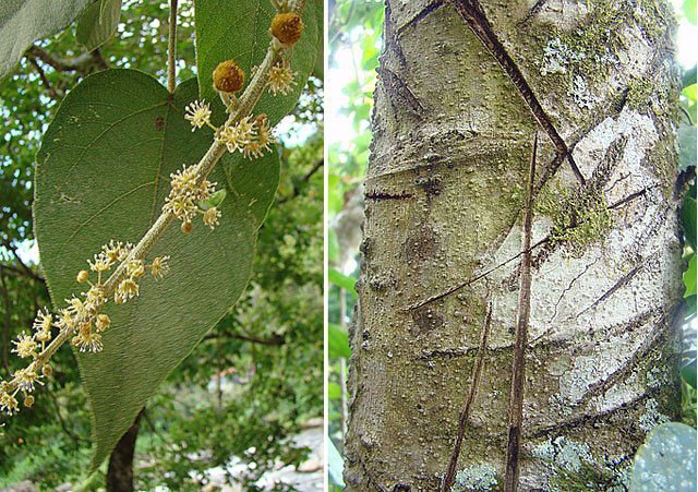 Croton_lechleri_Dragons_Blood_boom