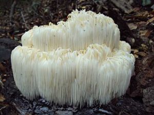 Lion's_Mane_Hericium_erinaceus