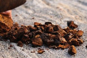 gedroogde chaga paddenstoel