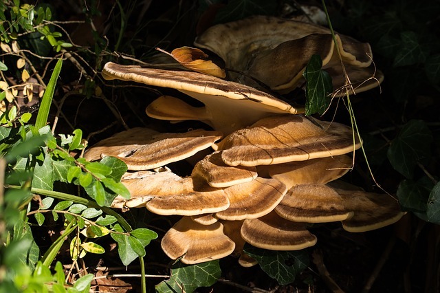 turkey Tail_Coriolos Vericolor