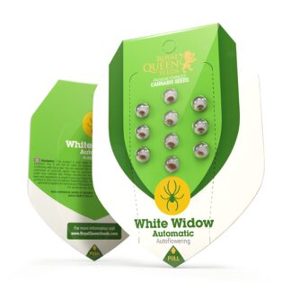 white-widow-autoflower