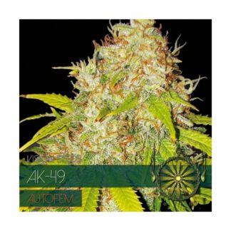 ak-49-automatic-vision-seeds