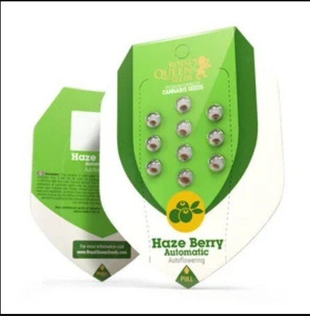 haze berry auto seeds