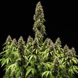 pink-mist-automatic-seeds