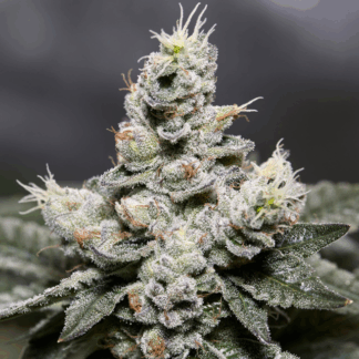 zkittlez_autoflowering_seeds